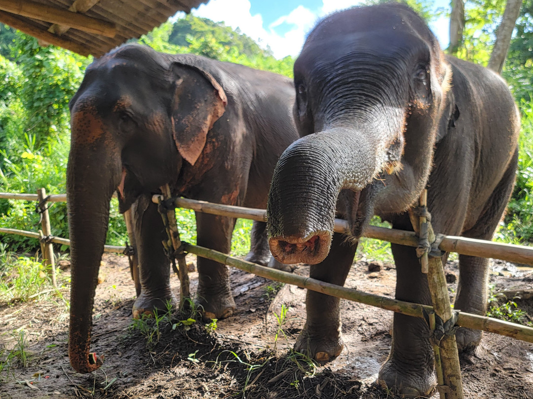Elephant Sanctuary Care Park-清迈必去景点