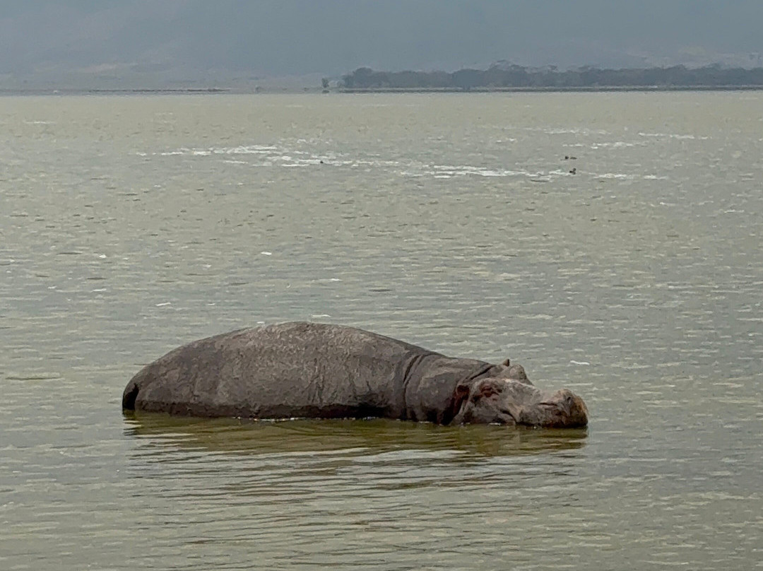 Taswira Africa Safaris-阿鲁沙必去景点