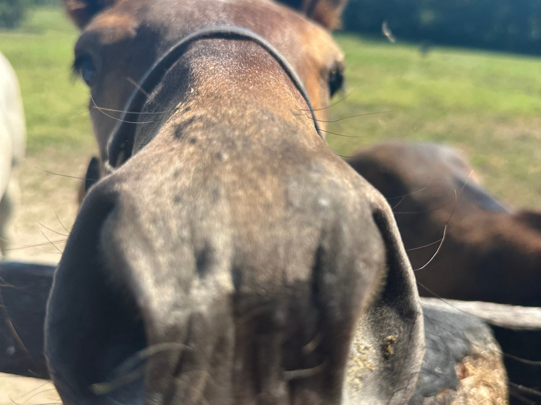 Godolphin-列克星敦必去景点