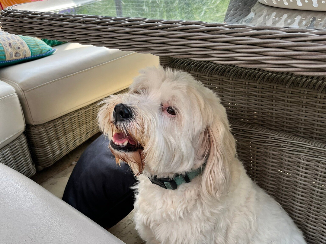 Beechwood B and B主图