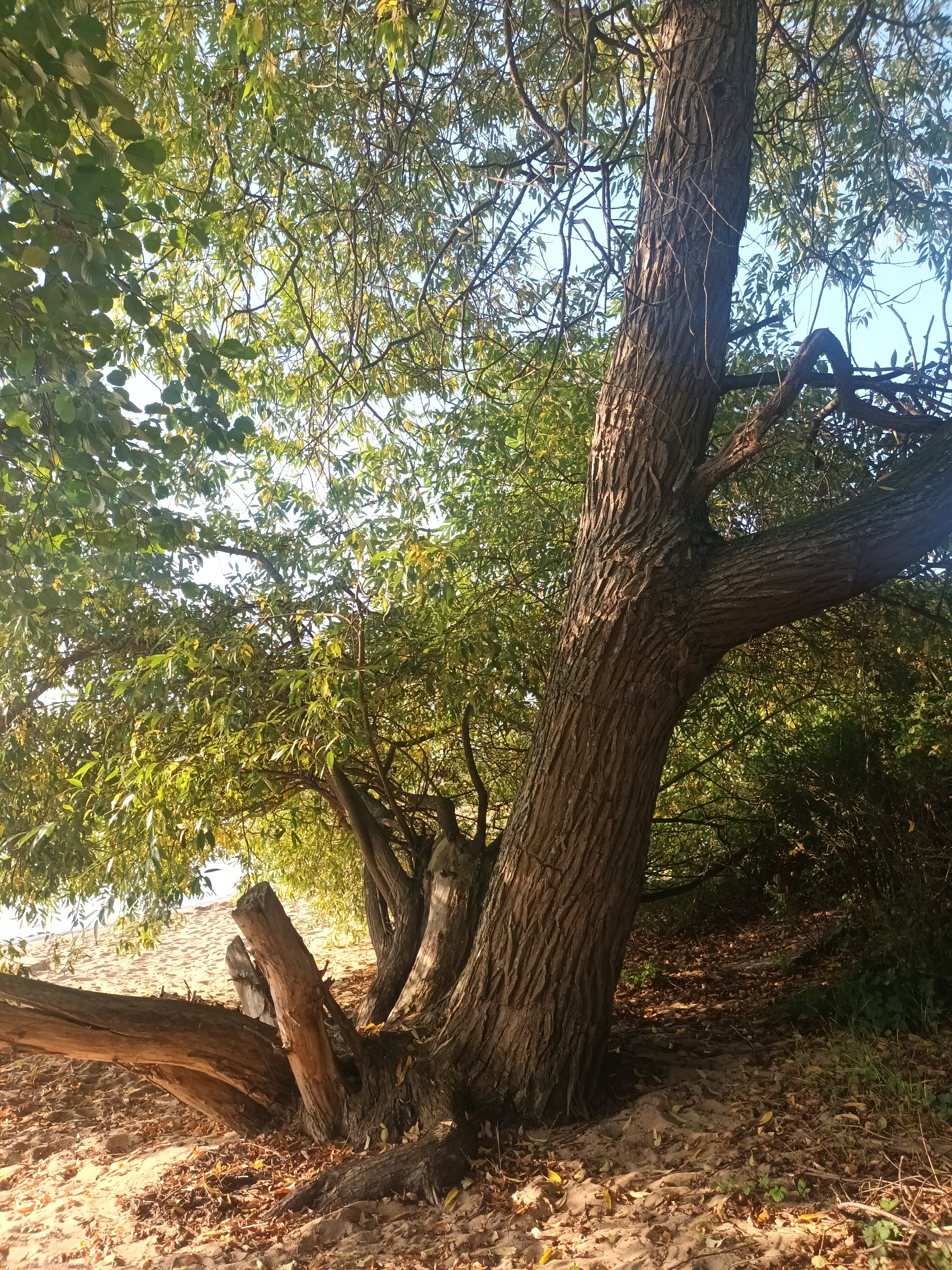 STF Baskemolla Vandrarhem B&B-官方