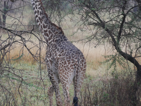 Zanzi Trekking and Safaris Limited-阿鲁沙必去景点
