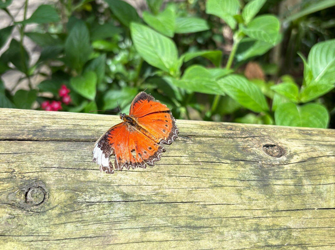 Australian Butterfly Sanctuary-库兰达必去景点
