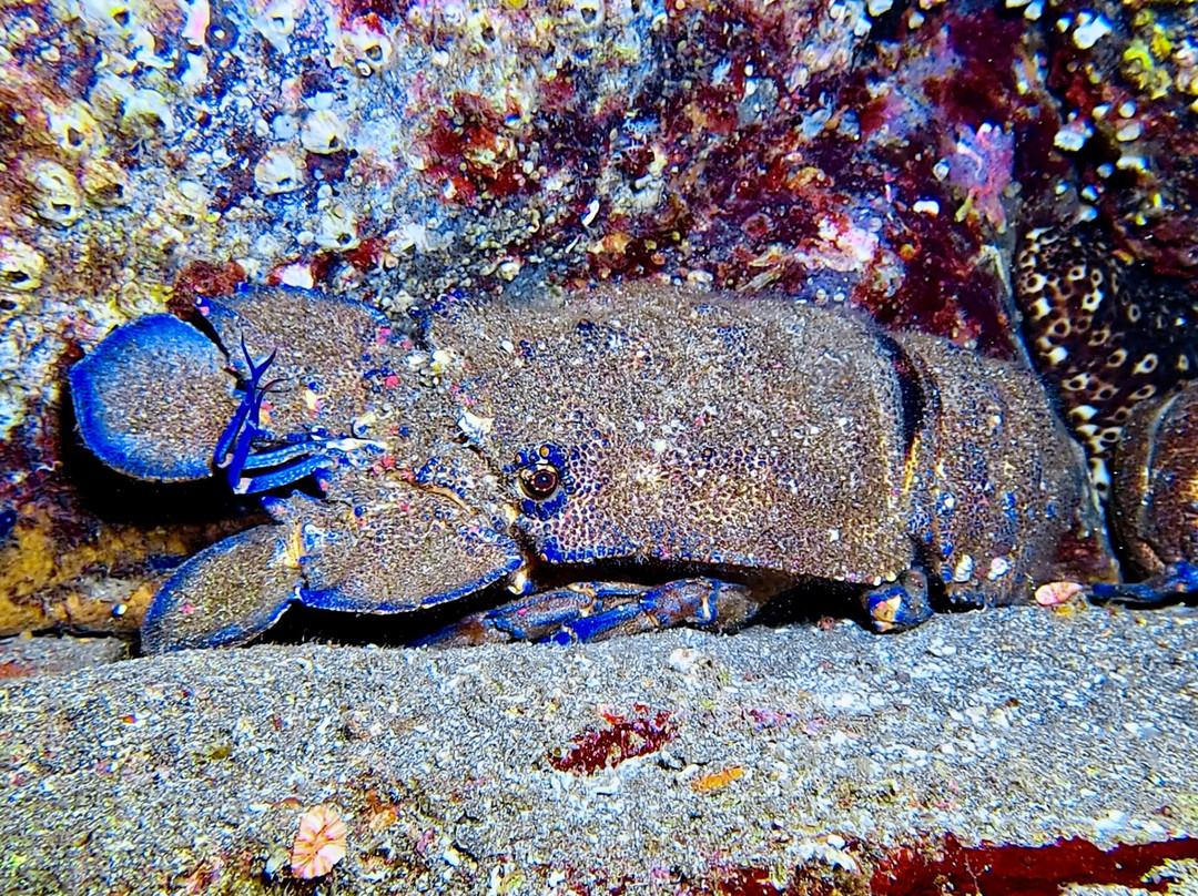 Octopus Diving Center-Praia da Vitória必去景点