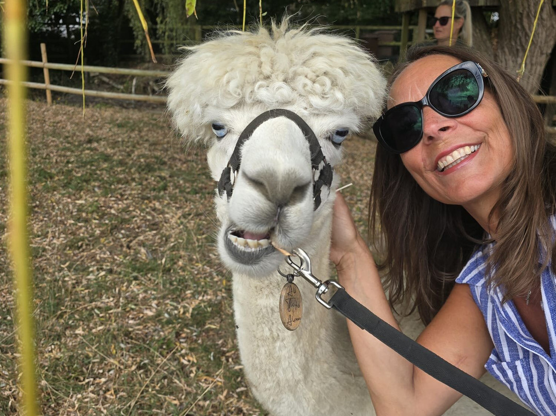 All Things Alpaca Ltd-切姆斯福德必去景点