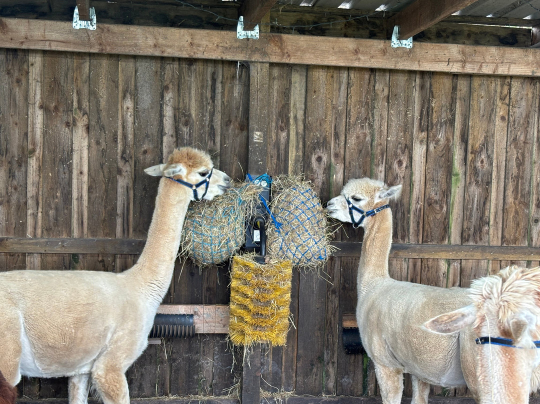 Larch Green Alpacas-格拉斯哥必去景点