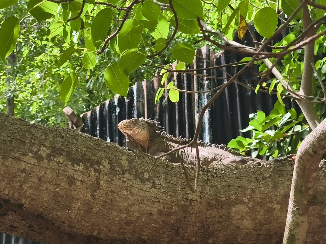 Les Ballades du Delphis-Le Francois必去景点