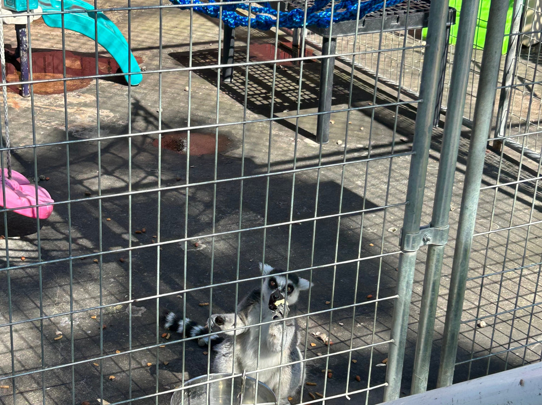 Paul Bunyan's Animal Land-伯米吉必去景点