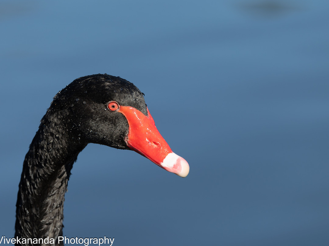 Bicentennial Park-Sydney Olympic Park必去景点