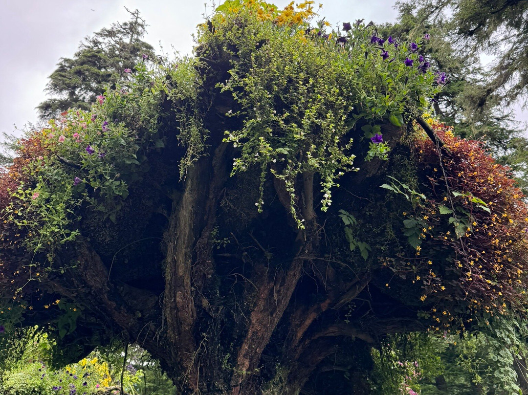 Glacier Gardens Rainforest Adventure-朱诺必去景点