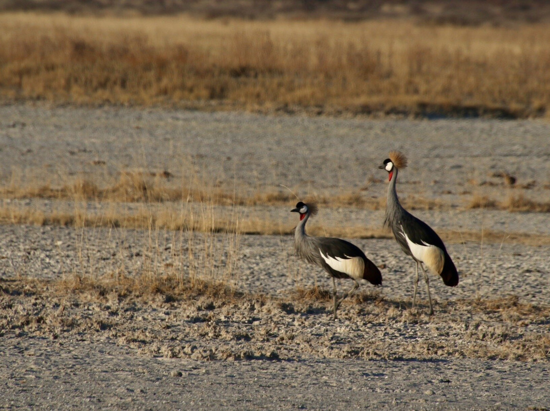 Nata Bird Sanctuary-Nata必去景点