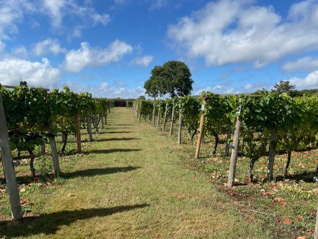 Kerry Vale Vineyard-Church Stoke必去景点