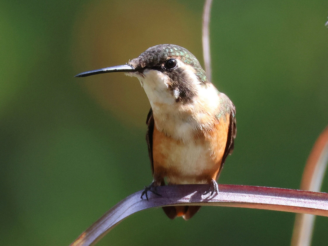 Private Tours Peru-乌鲁班巴必去景点