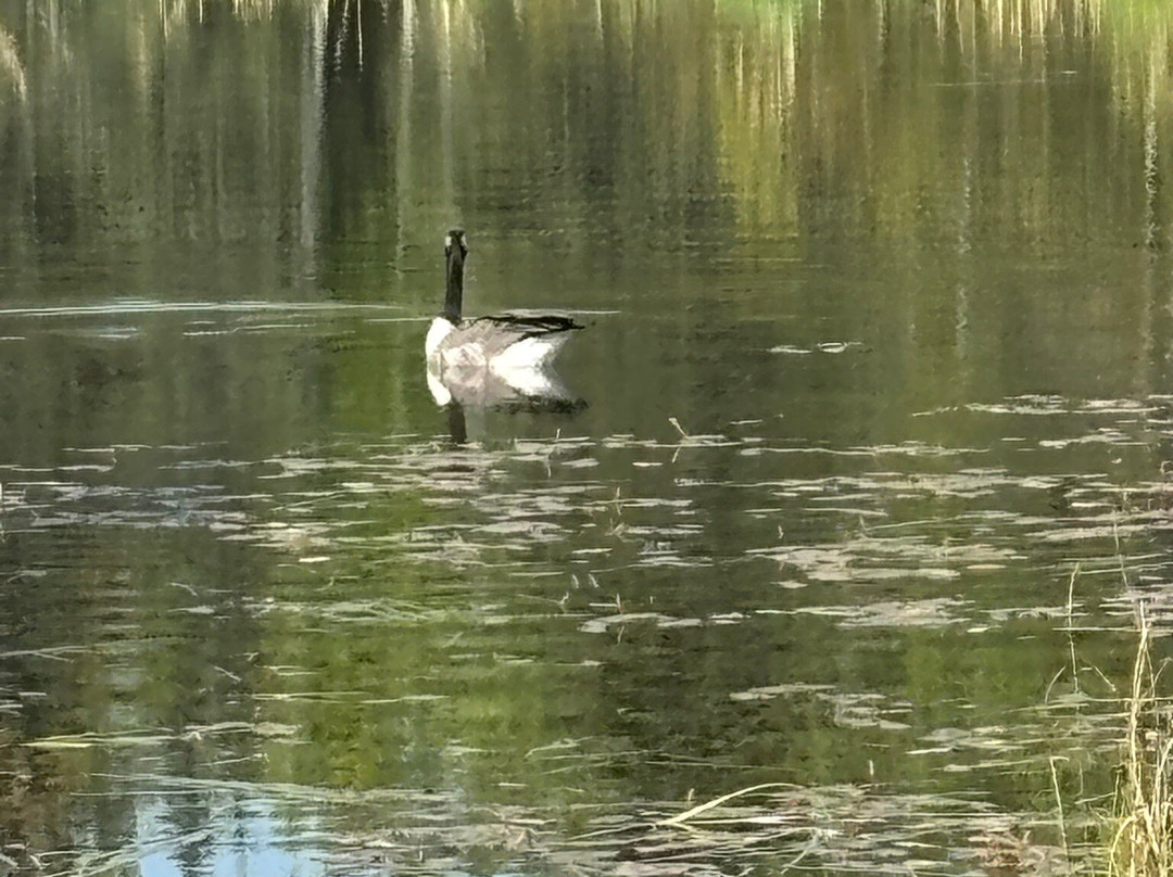 河狸木板路-兴顿必去景点