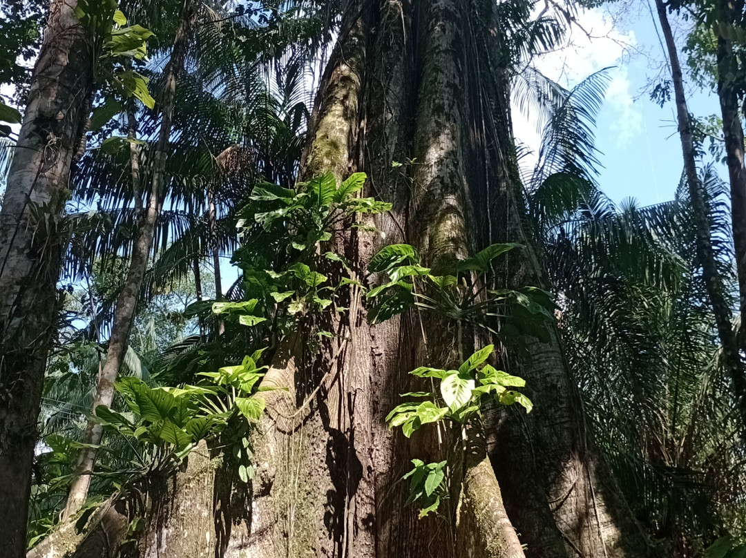 Filha Do Combu Chocolates-贝伦必去景点