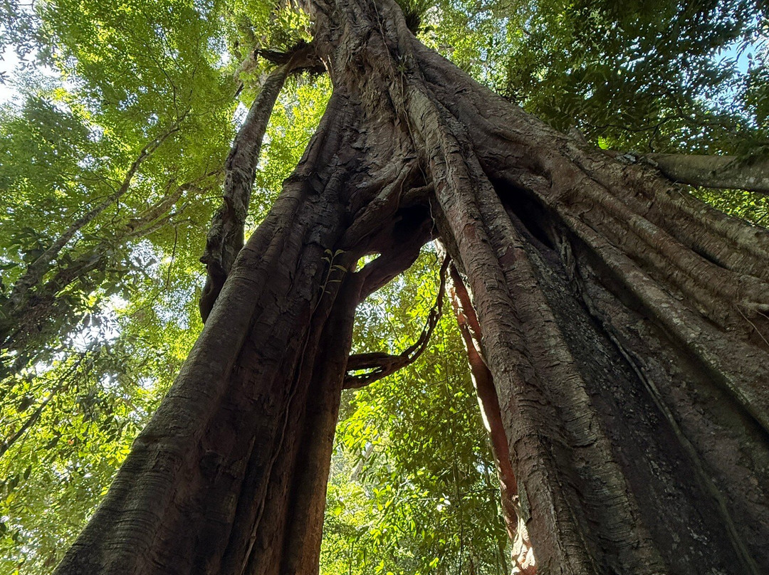 Jhony Jungle Trekking-Ketambe必去景点