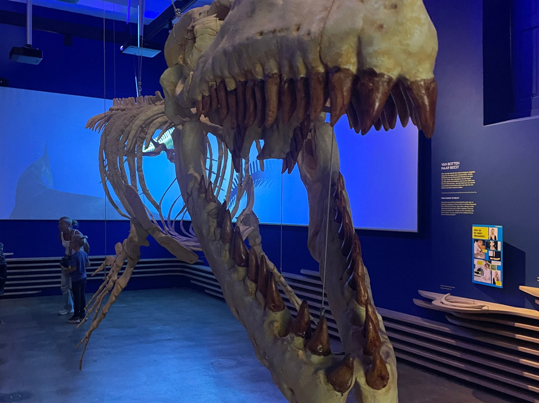 Natural History Museum of Maastricht-马斯特里赫特必去景点