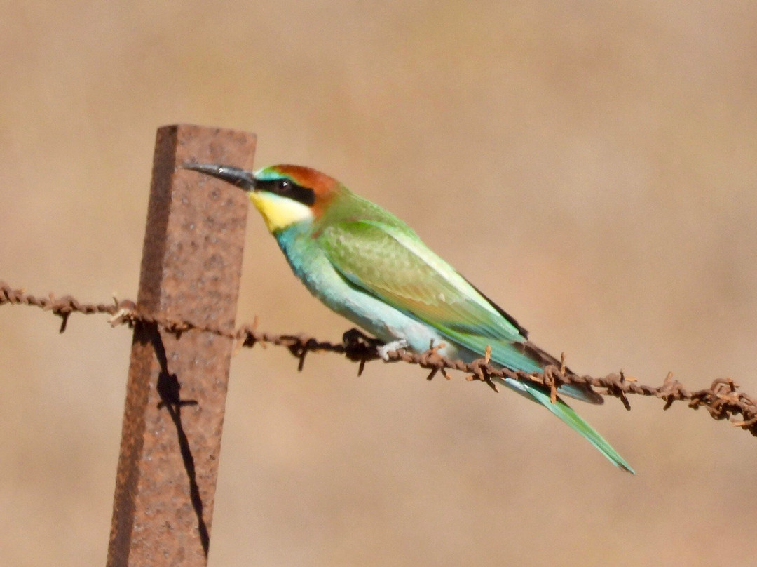 Birding The Strait-塔里法必去景点