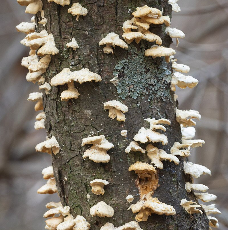 Lake Utonai Sanctuary-苫小牧市必去景点