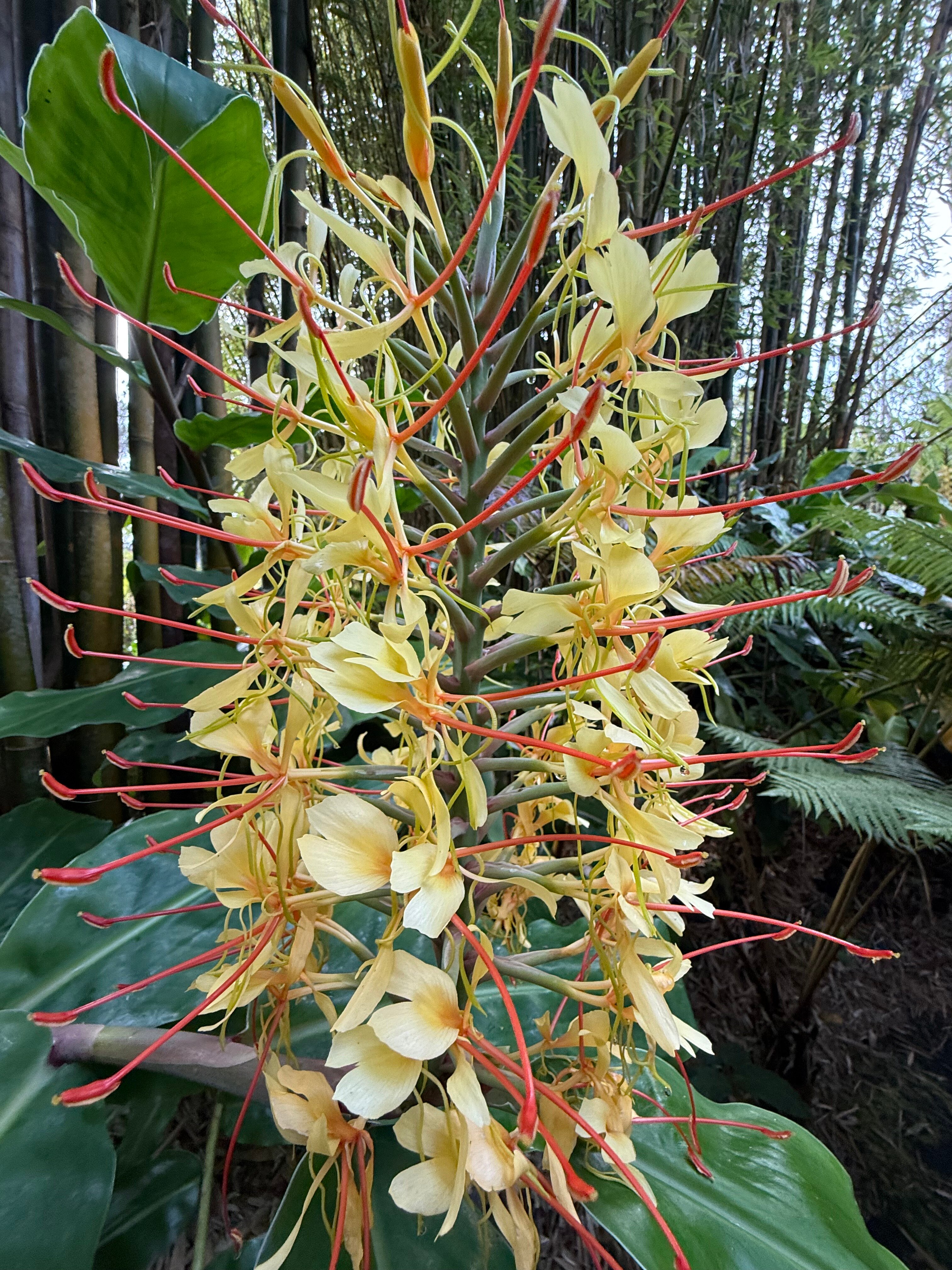 火山雨林休养所-官方