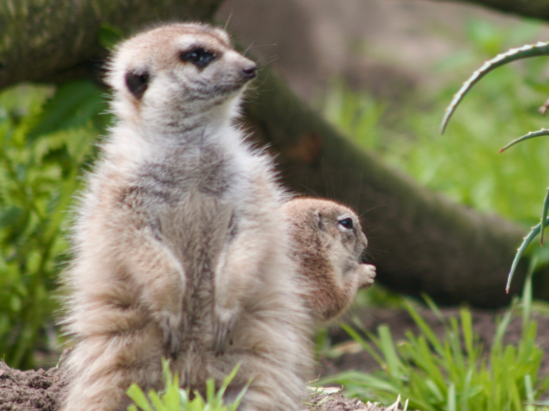 World of Birds-开普敦中心区必去景点