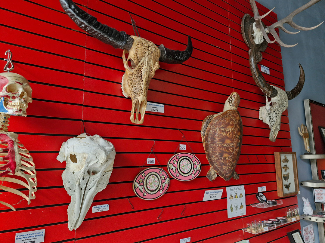 Prehistoria Museum-多伦多必去景点