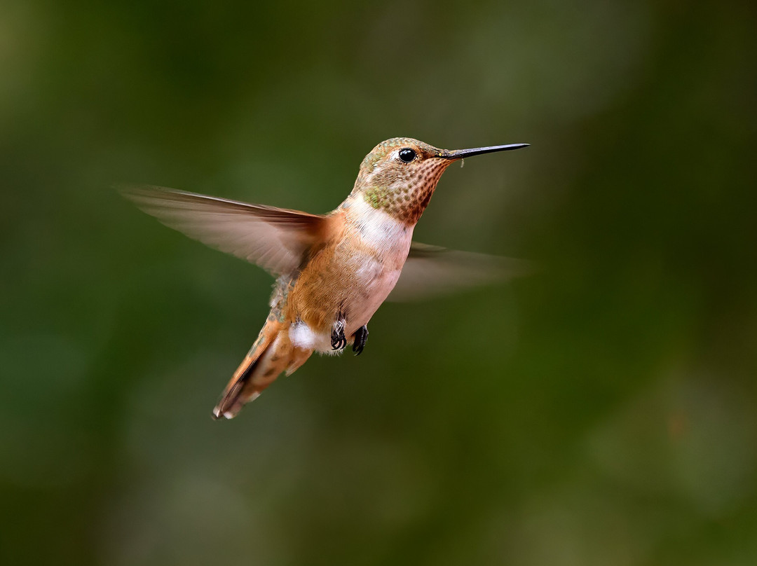 Ramsey Canyon Inn Bed and Breakfast主图