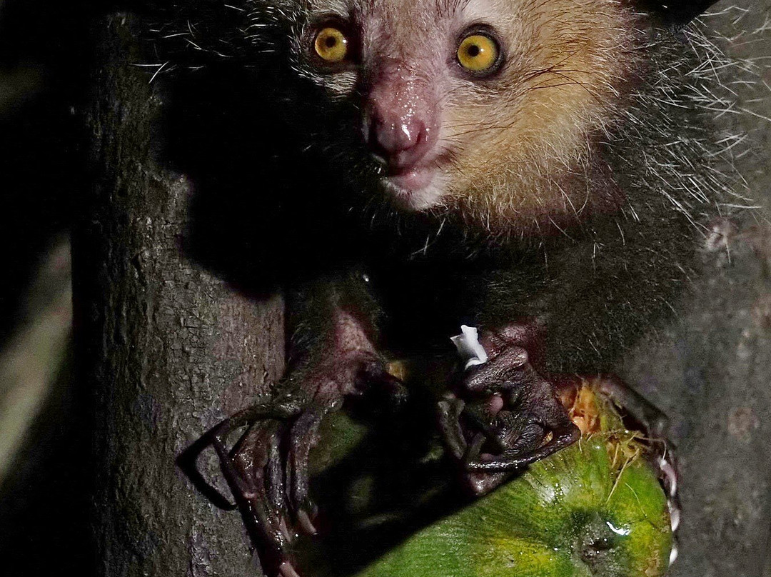 Dodi's Lemur Tours-Tolanaro必去景点