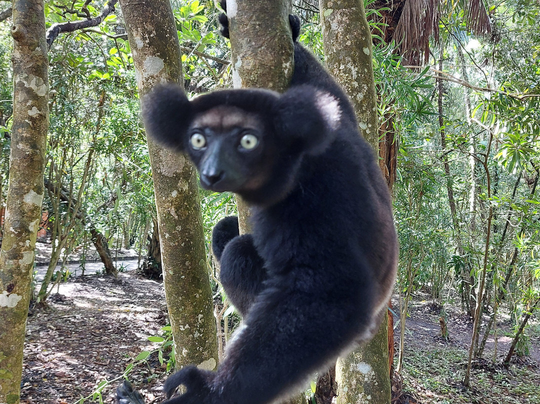My Madagascar-安塔那那利佛必去景点