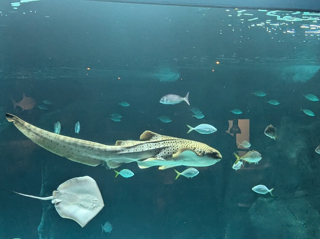 Lanzarote Aquarium-科斯塔特吉塞必去景点