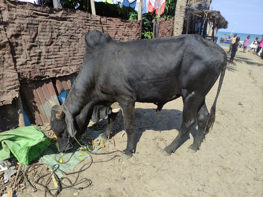 Namatours Viaggi Solidali-Toliara必去景点