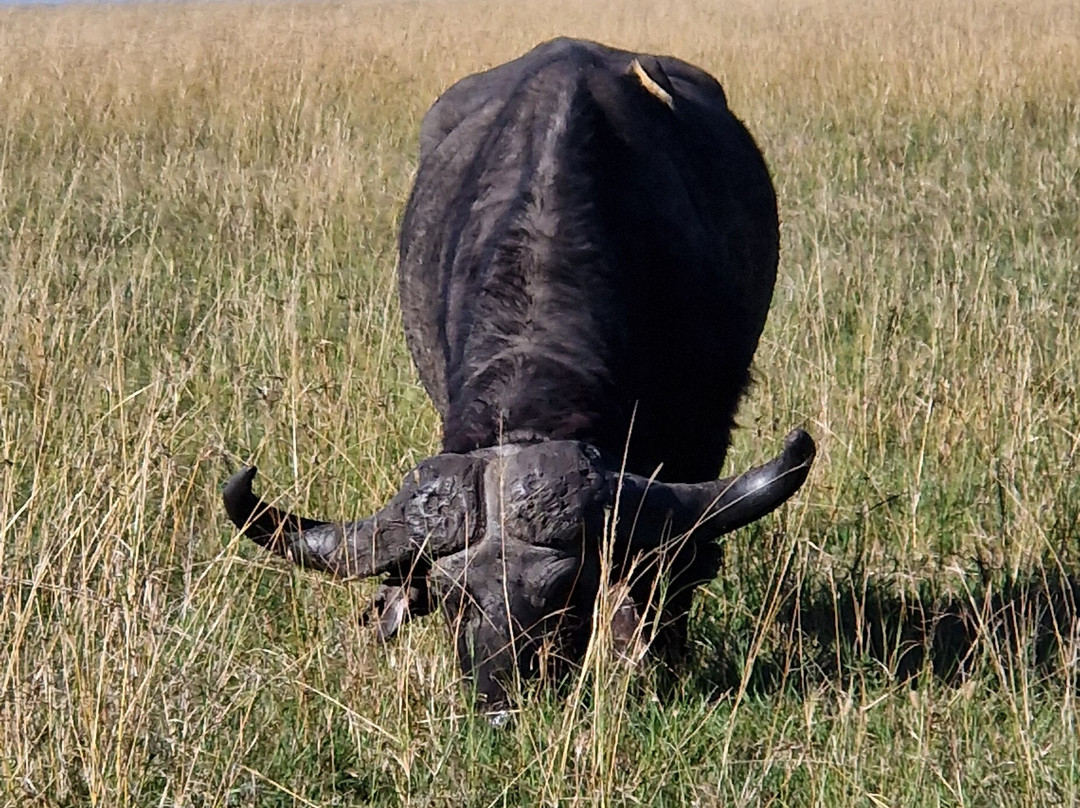 Luluka Safaris-纳罗克必去景点