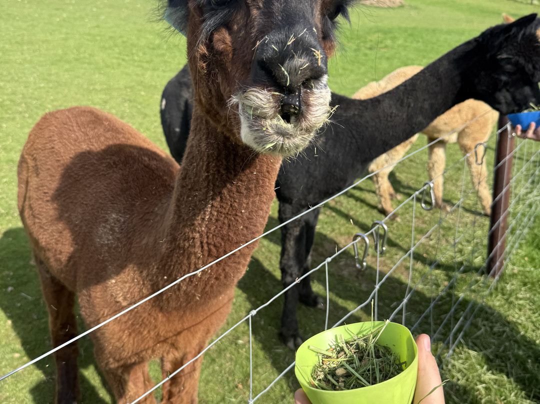 Antur Alpaca At Geufron Farm-Tywyn必去景点