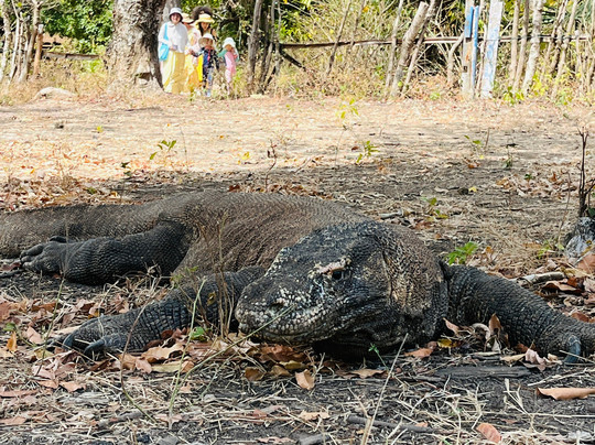 The Komodo Traveler-科莫多必去景点