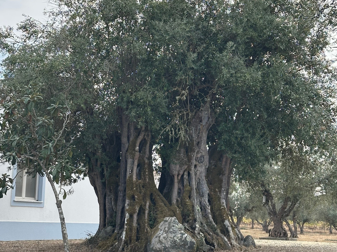 Azeite Amor e Cego-Azaruja必去景点