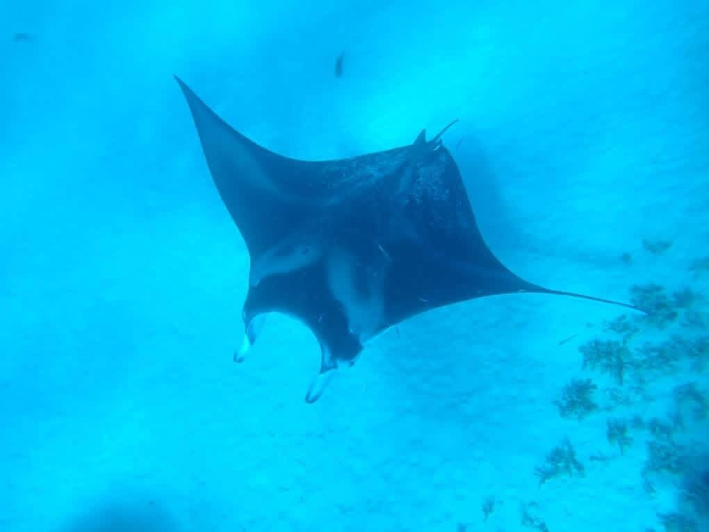 Sammy Maupiti Tours Private Tours-Maupiti Island必去景点