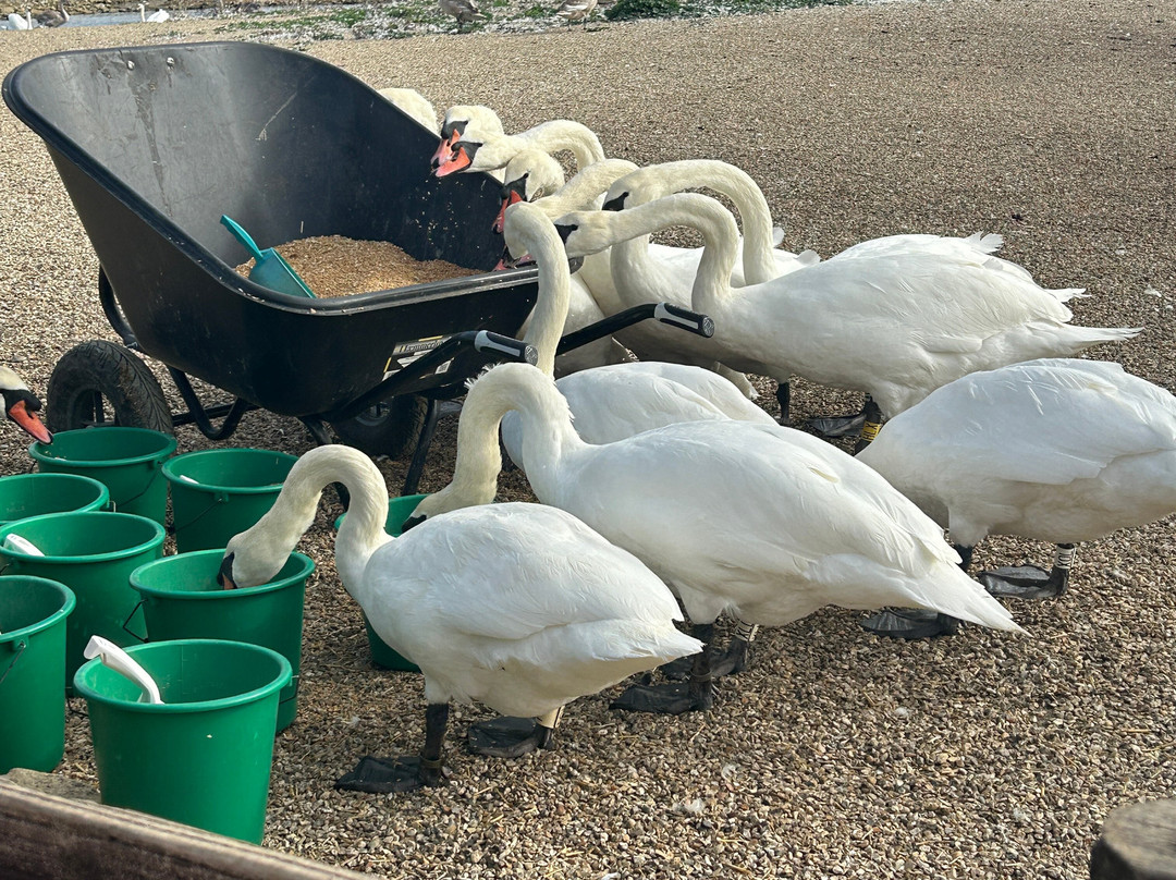 Abbotsbury Swannery-Abbotsbury必去景点