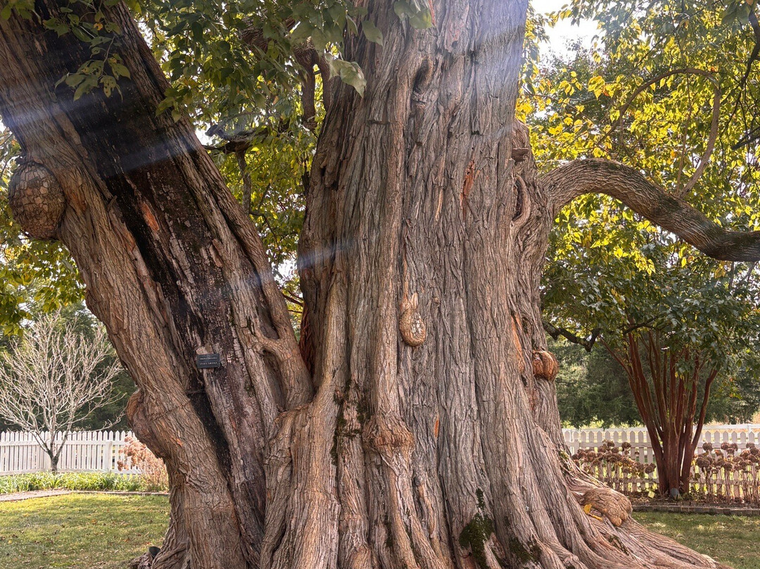 Carnton-富兰克林必去景点