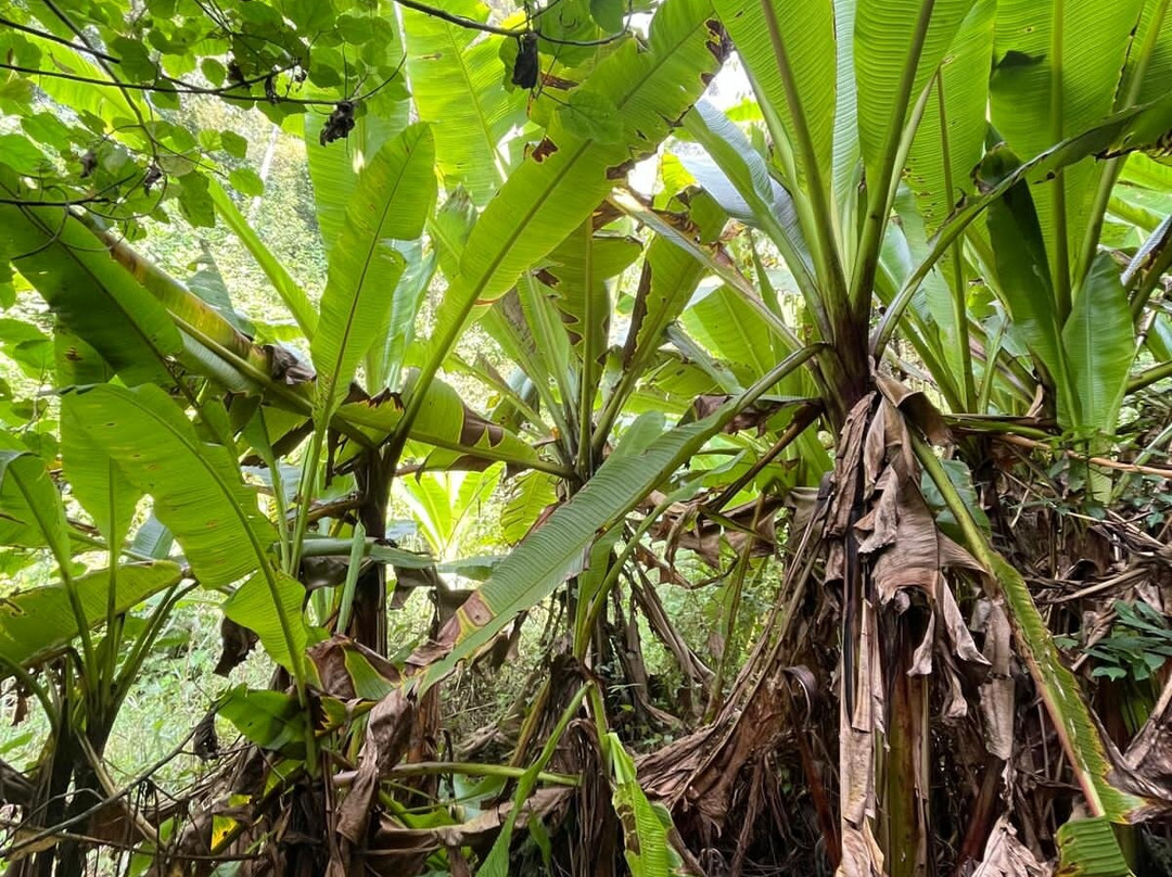 Amabere Caves-Fort Portal必去景点