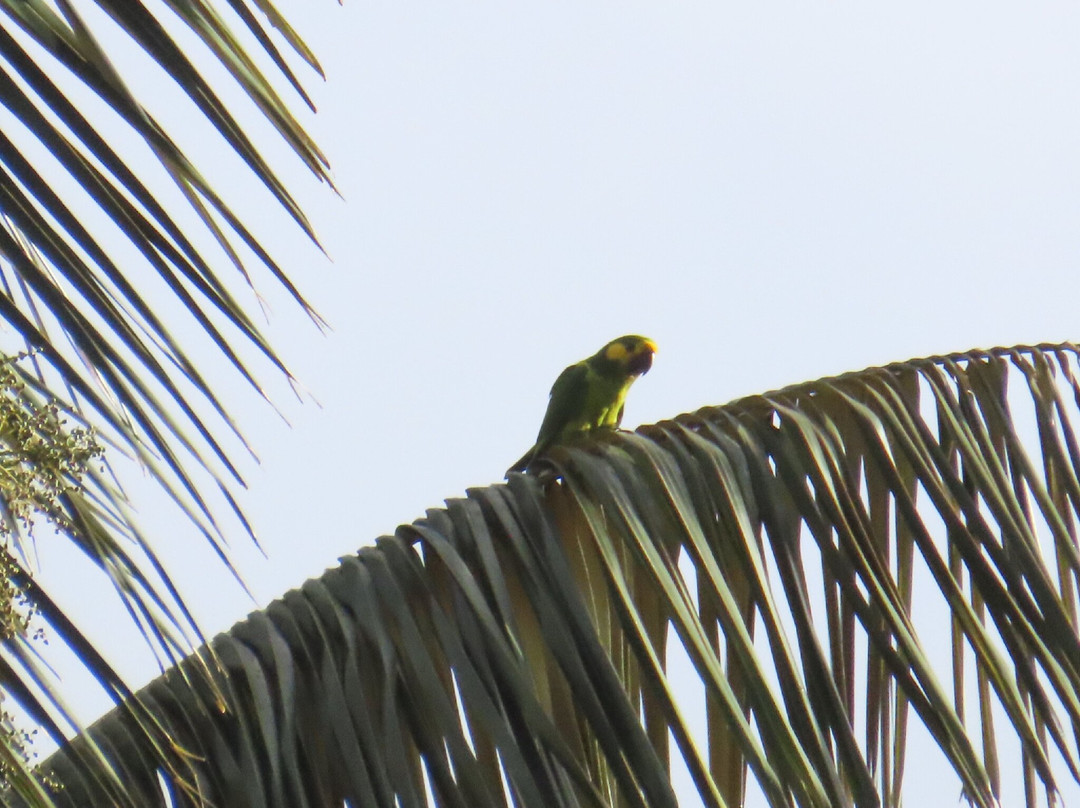 Urapanes Del Bosque主图