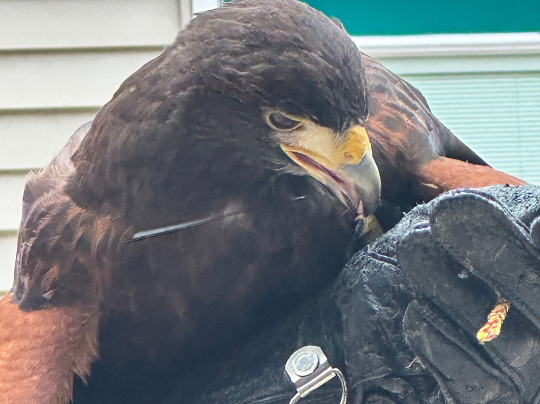 World Bird Sanctuary-Valley Park必去景点