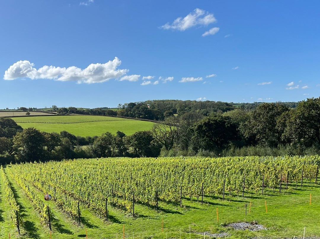 Velfrey Vineyard-Lampeter Velfrey必去景点