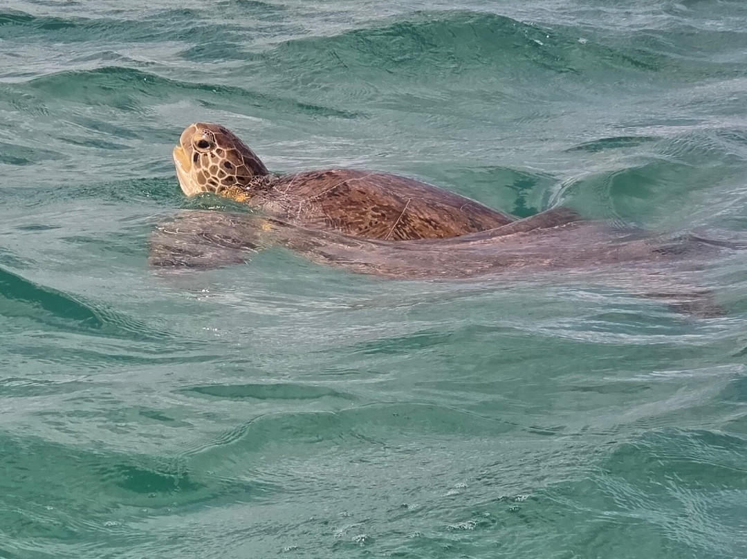 Santi Tour-普拉亚德尔卡曼必去景点