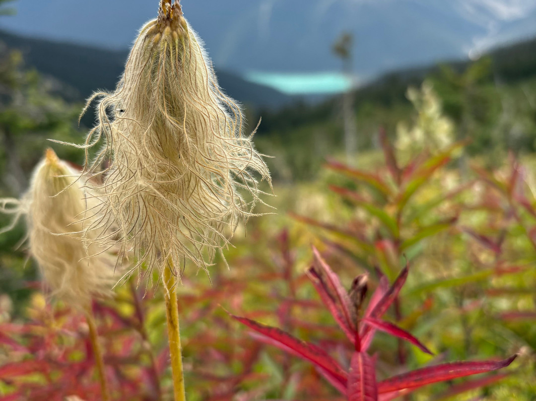 The Burgess Shale Geoscience Foundation-菲尔德必去景点