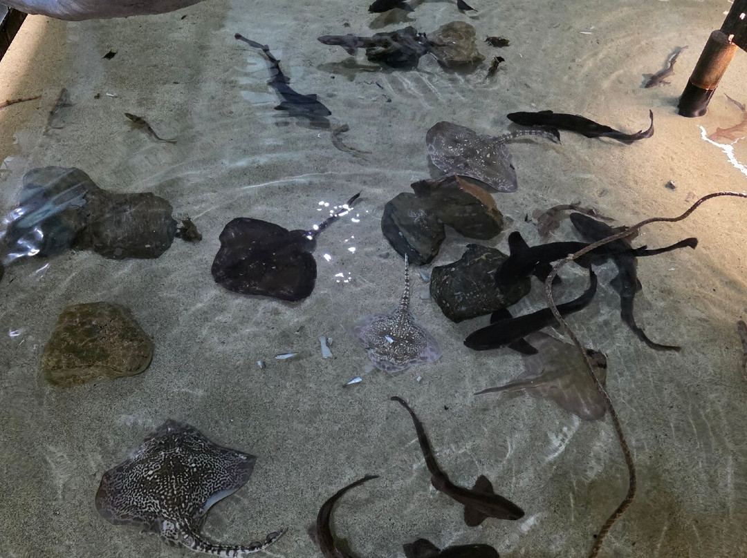 Anglesey Sea Zoo Sw Mor Mon-Brynsiencyn必去景点