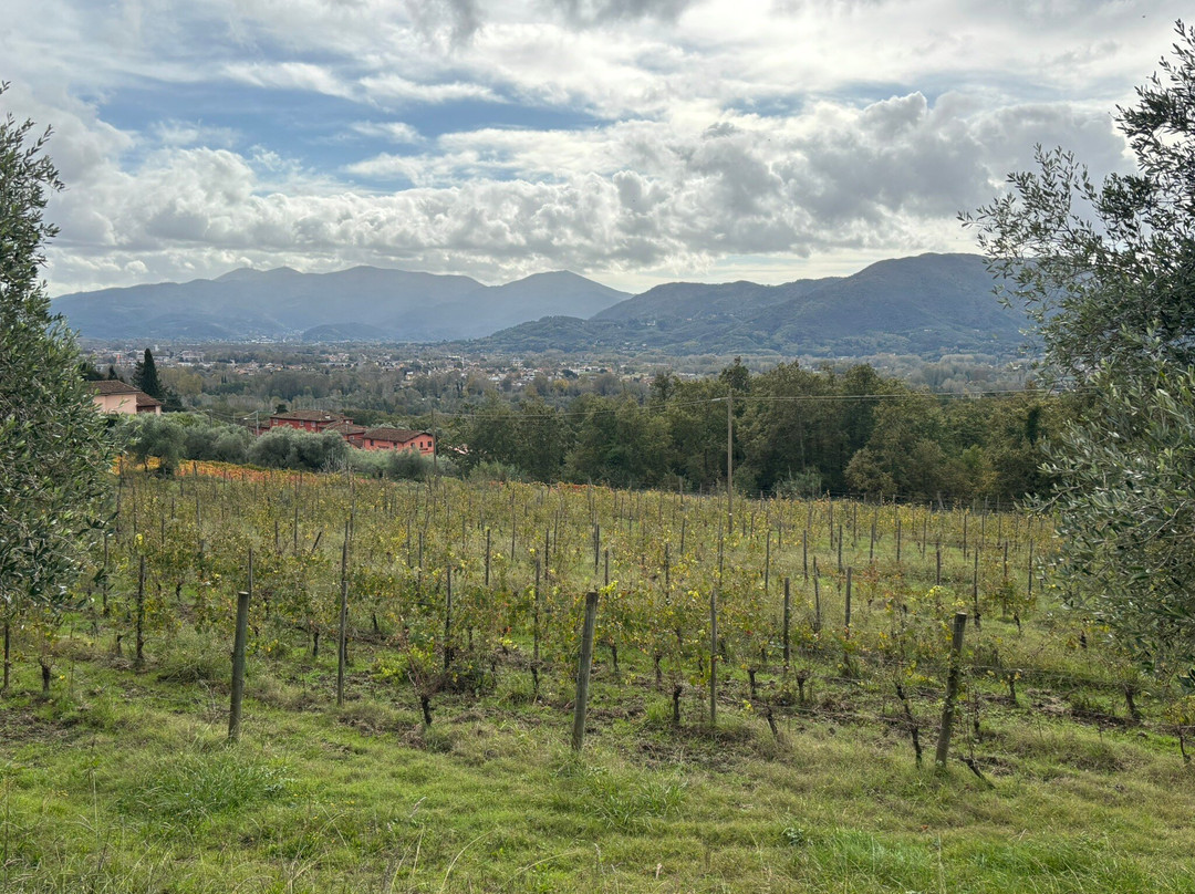 Fattoria Al Dotto-卢卡必去景点