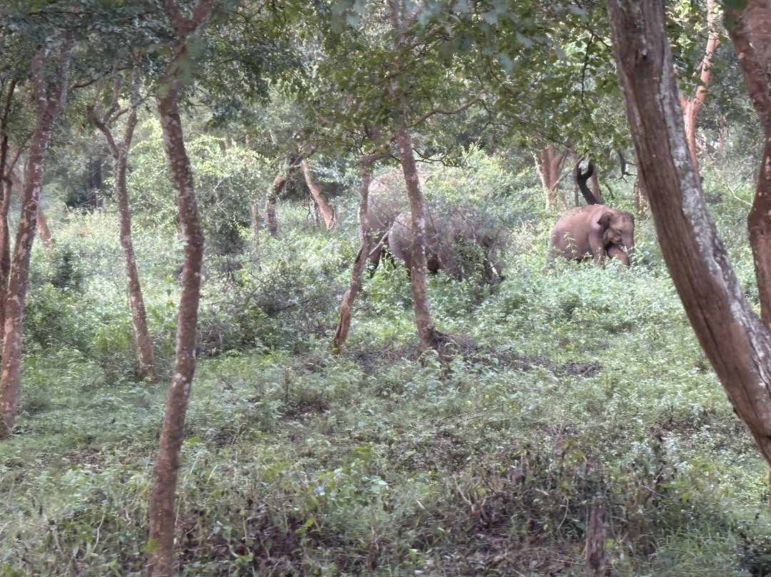 Wayanad Nature Tours-卡尔贝塔必去景点