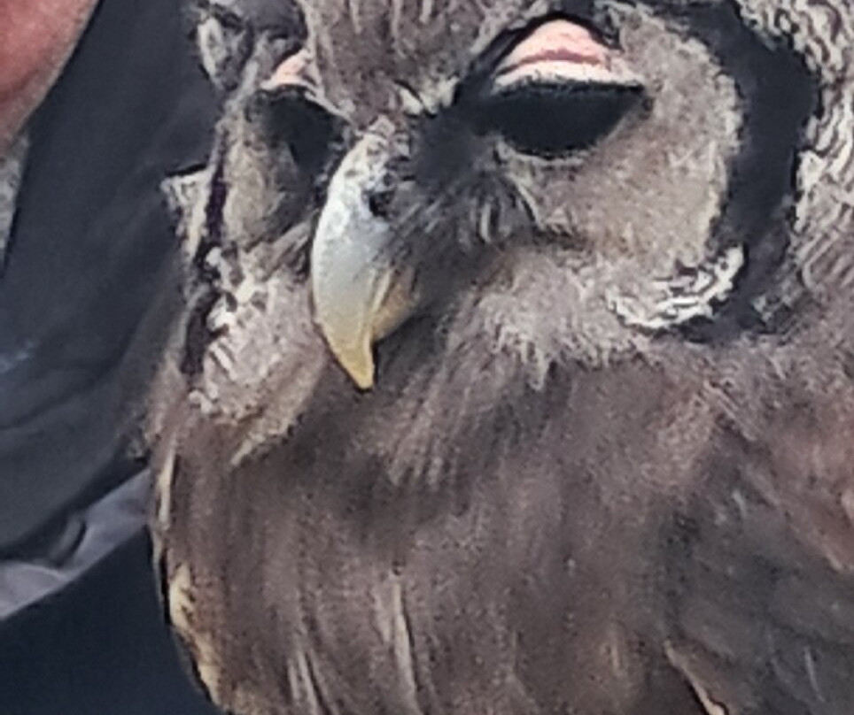 Baytree Owl and Raptor Centre-Spalding必去景点