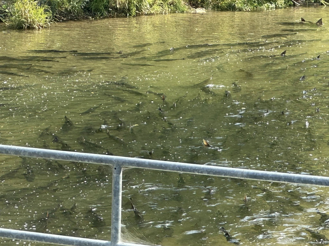 Bowmanville Creek Valley & Fish Ladder-Bowmanville必去景点