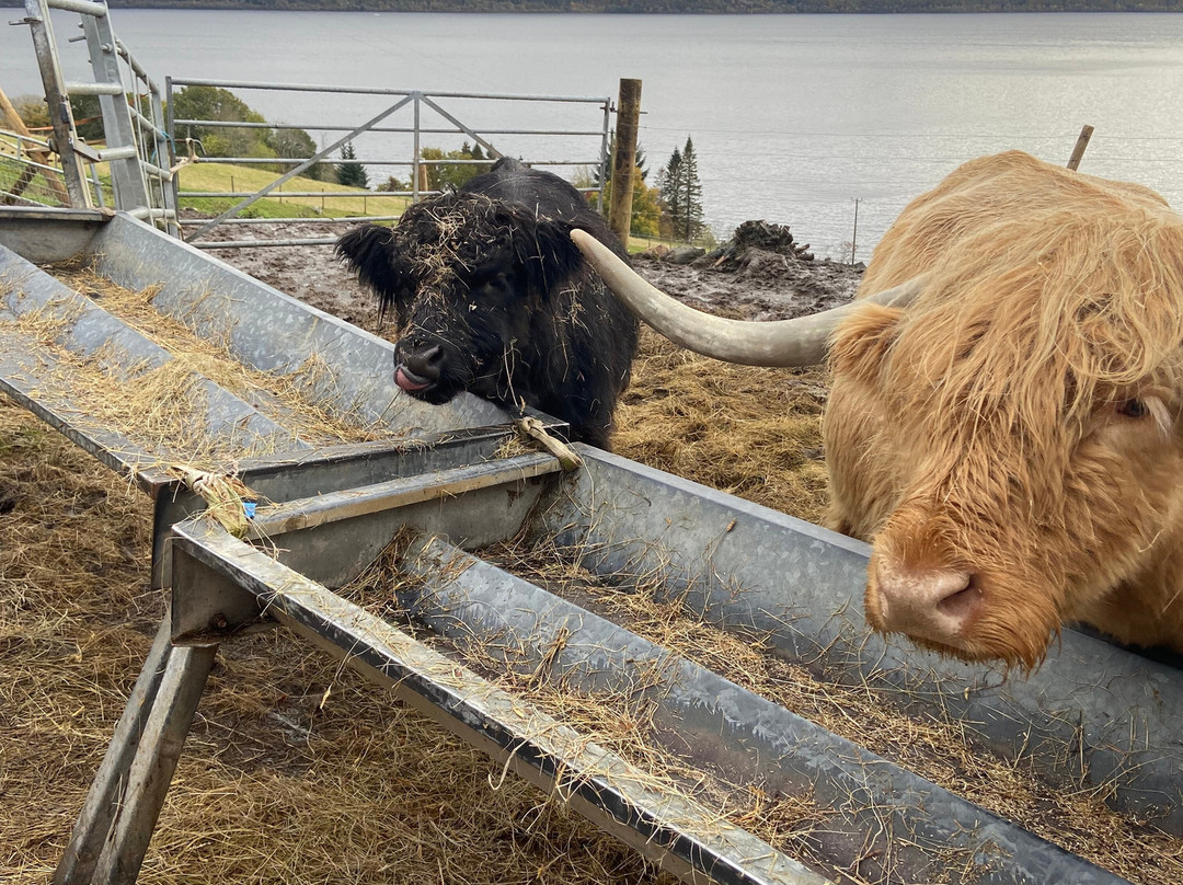 Loch Ness Hub & Travel-德拉姆纳德罗希特必去景点